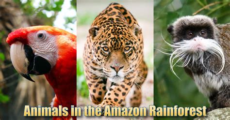 Animals In The Amazon Rainforest Pictures Info And Facts Rainforest