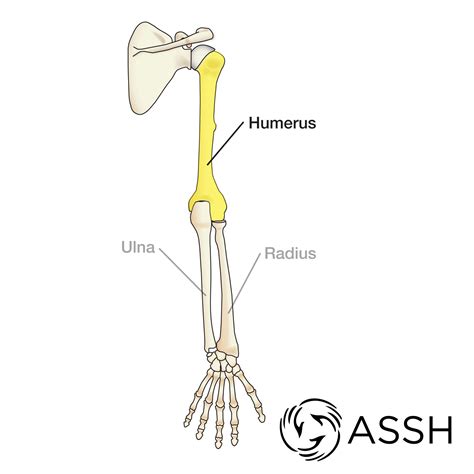 Humerous Bone Your Humerus Consists Of Several Parts That Allow You