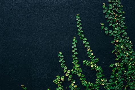 20 Wall Pictures And Images Download Free Photos On Unsplash Green