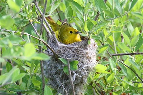 11153 Warbler Photos Free And Royalty Free Stock Photos From Dreamstime