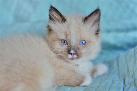 Our New Himalayan Siamese Mix Kitten Cindy Animals Kitten Furry