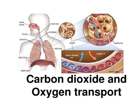 Transport Of Oxygen And Carbon Dioxide In Blood Ppt Transport