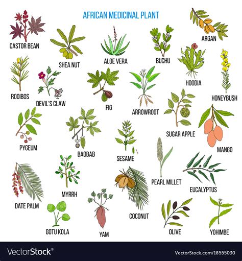 african medicinal plants royalty free vector image