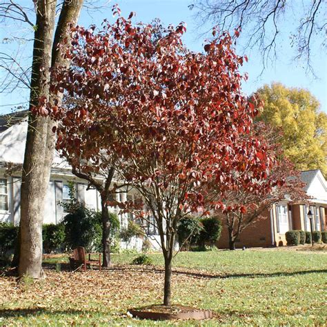 Red Flowering Dogwood Trees For Sale