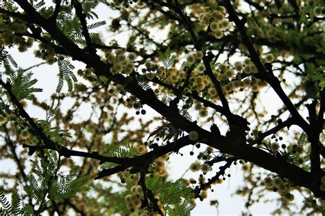 Acacia Tree Flowering Free Stock Photo Public Domain Pictures