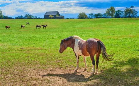 Horse At Kentucky Horse Farm Stock Photo Image Of Grass Meadow