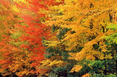 New England Fall Foliage Peak