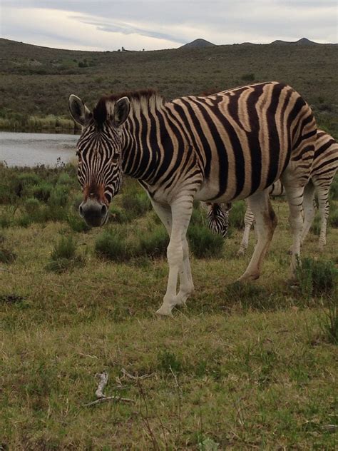 South African Zebras Zebras Animals Cute Animals