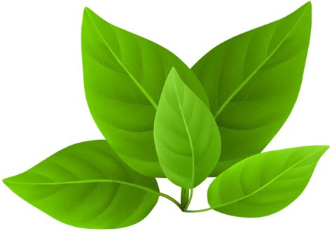 Green Leaves Clipart Png Similar Png Clip Art Library