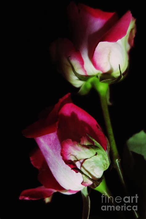 Beautiful Two Tone Roses 2 Photograph By Tara Shalton Pixels