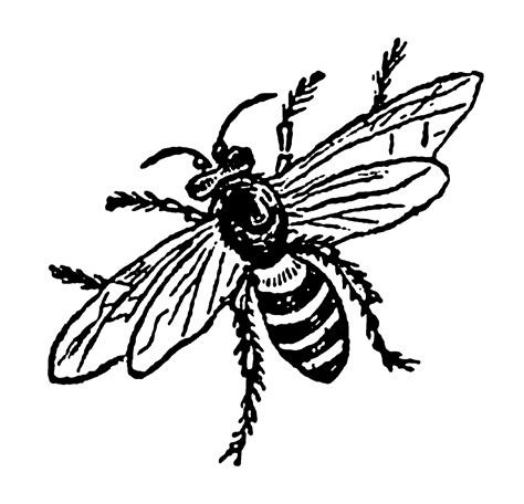 Digital Stamp Design Printable Insect Bee Fly Digital Clip Art Bug