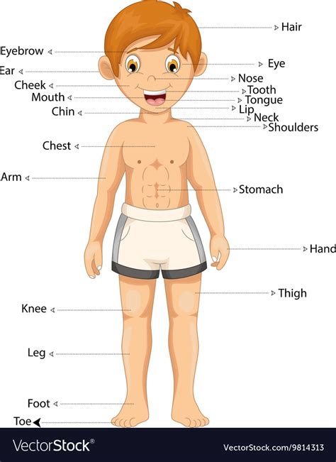 Boy Body Part Cartoon Royalty Free Vector Image