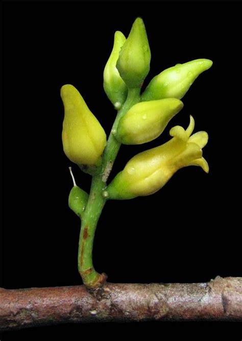Paypayrola Grandiflora Tul Plants Of The World Online Kew Science
