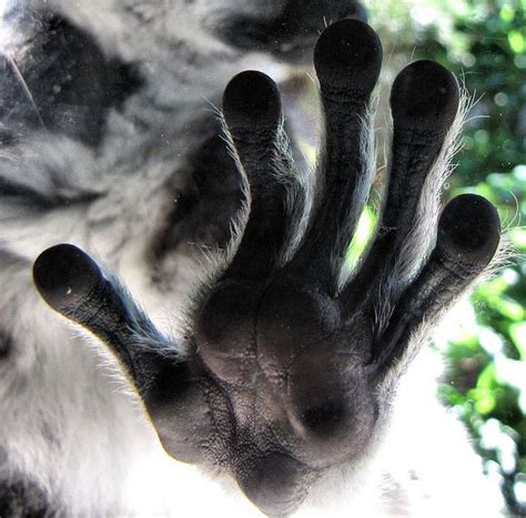 Lemur Hand By Myopixia Via Flickr Most Beautiful Animals Beautiful