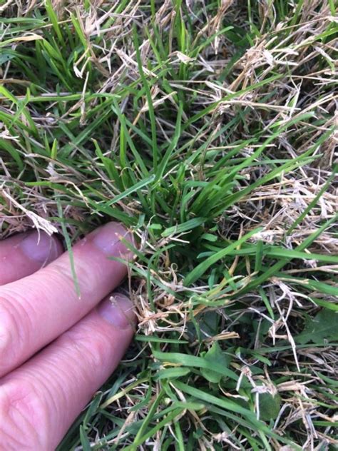 Lawn Grass Weed In Bermuda Walter Reeves The Georgia Gardener