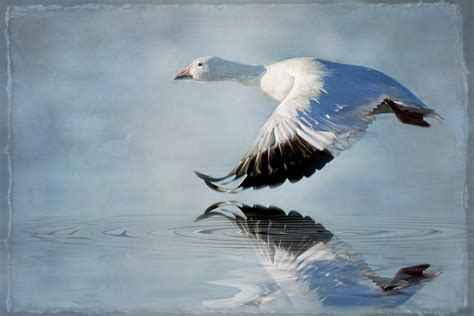 Snow Goose In Flight Snow Goose Photographed Flying Over T Flickr