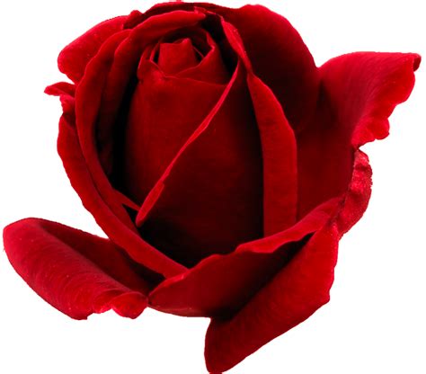 Rosa Png Red Rose Bud Png Clipart Large Size Png Image Pikpng