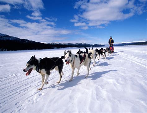 Dog Sledding Breckenridge Ski Resort Breckenridge Colorado Usa