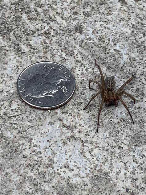 Need Help With Id Brown Recluse Or Hobo Spider In The Pnw This Giant
