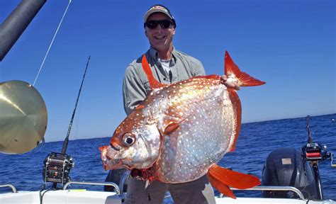 Rare And Unusual Fish In Sa Waters Opah For Anglers Digital Angling