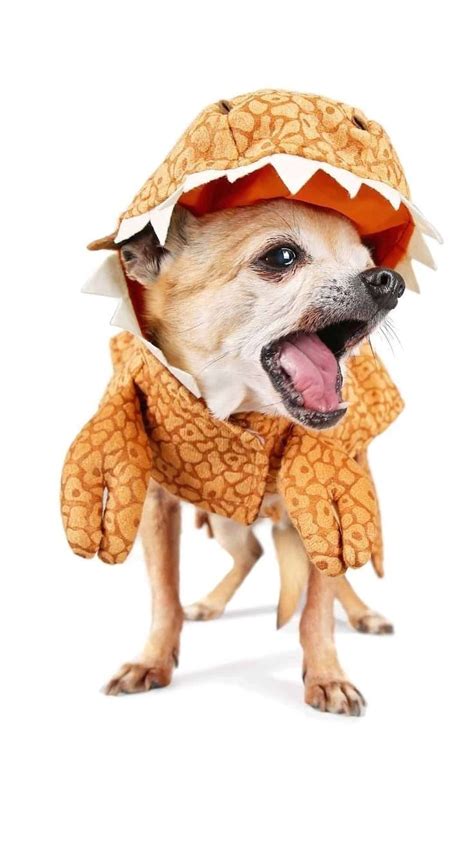 Funny Pets Best Chihuahua Dog Halloween Costumes Diy Ideas Cute Funny