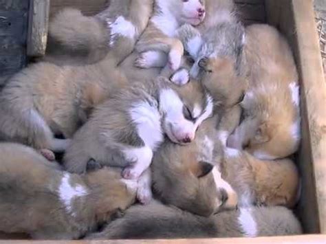 Having a pile of puppies in our house brought such delight and lightness to our family. Puppy Pile - YouTube