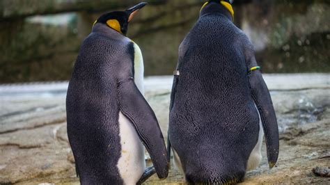 Two Male Penguins Adopt An Egg In Berlin The New York Times