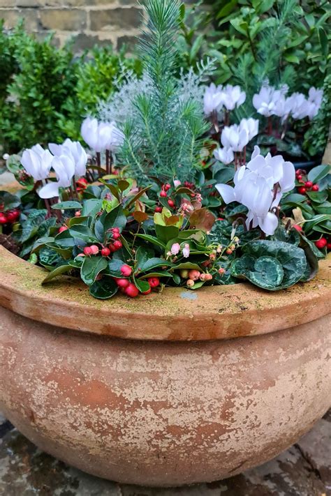 Winter Pots Really Useful Tips The Middle Sized Garden Gardening