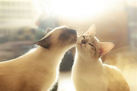 5 Reasons Why Cats Lick Each Other