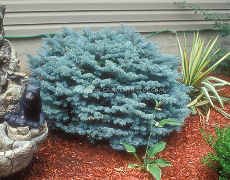 Dwarf Blue Spruce Picea Pungens Glauca Globosa Plant