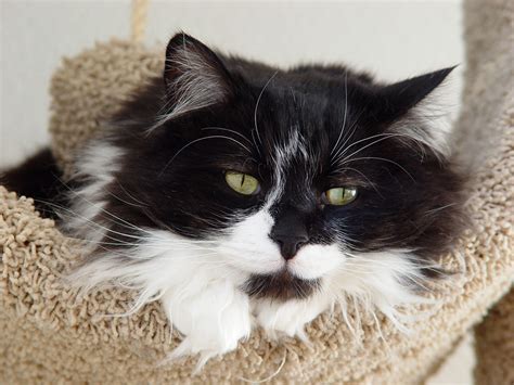 Filetuxedo Longhair Cat Spanky Wikimedia Commons