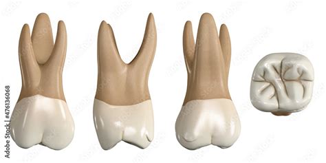 Obraz Permanent Upper First Molar Tooth D Illustration Of The Anatomy