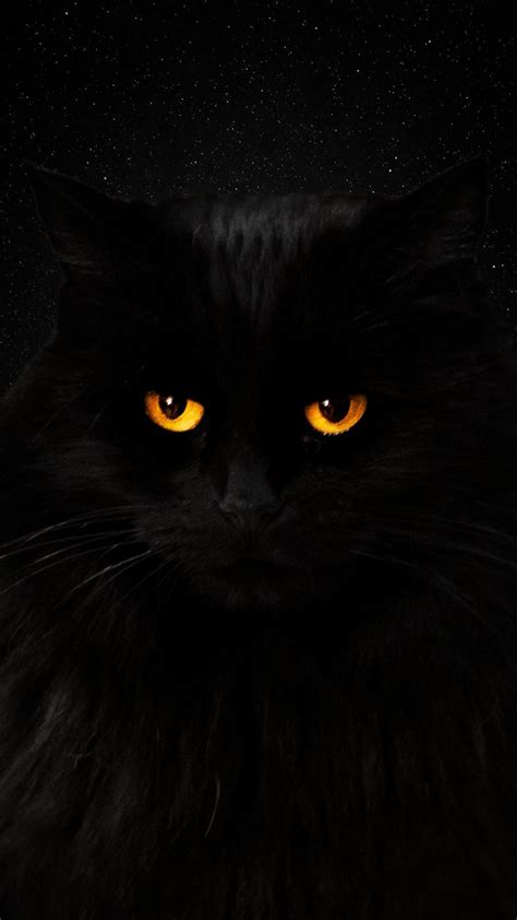Фон заставка обои Wall кот чёрный кот Cat Gatti Animali