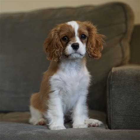 5 Things You Should Know Before Owning A Cavalier King Charles Spaniel