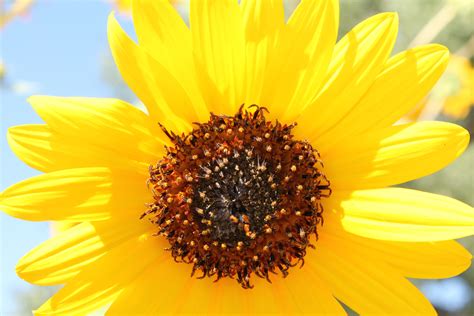 1280x720 Wallpaper Closeup Photography Of Sunflower Peakpx