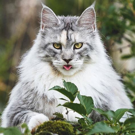 A distinctive characteristic of this cat is the smooth, shaggy coat. Are Maine Coon Cats Aggressive? - Catman