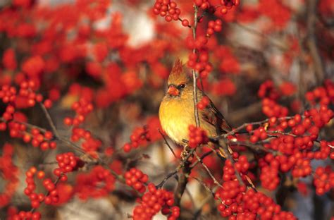 Winterberry Holly Gardening Hints And Tips