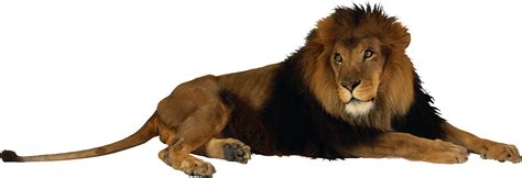 Lion And Den Png Transparent Lion And Denpng Images Pluspng