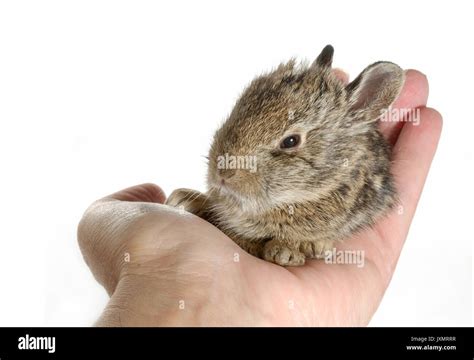 Egg Sized Baby Bunny Rabbit Sitting In Palm Of Hand Stock Photo Alamy