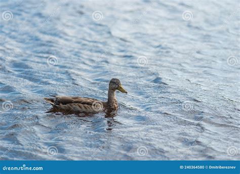 Female Mallard Anas Platyrhynchos Swims On A Lake Surface The Most