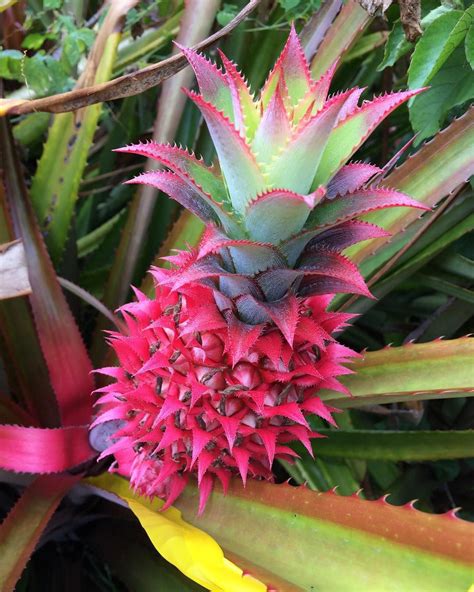 The First Photos Of The Pink Pineapple Are Finally Here Unusual Flowers