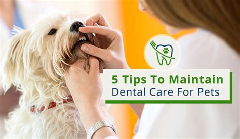 5 Tips To Maintain Dental Care For Pets Discountpetcare