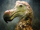 Dodo Facts - CRITTERFACTS
