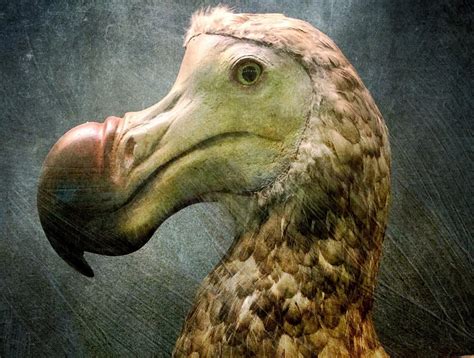Karštos picos pristatymas į namus ar biurą. Dodo Facts | CRITTERFACTS