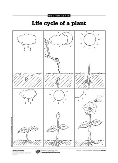13 Best Images Of Plant Life Cycle Worksheet Kindergarten Plant Life