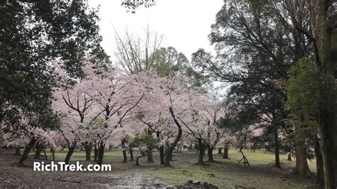 Short Lived Cherry Blossoms In Nara Park Nara Japan Youtube