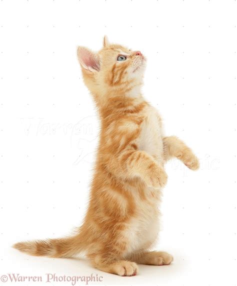 Ginger Kitten Looking Up Photo Wp18140
