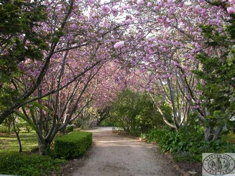 Winter Hill Tree Farm Cherry Flowering Pink — Prunus