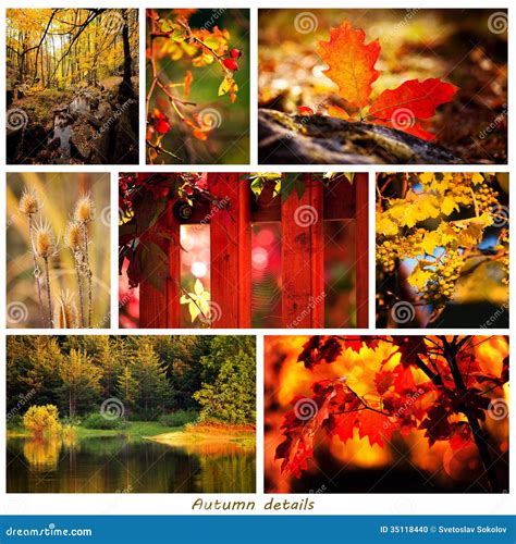 Autumn Collage Stock Photo Image Of Natural Forest 35118440