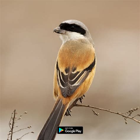 burung pentet mp3 download